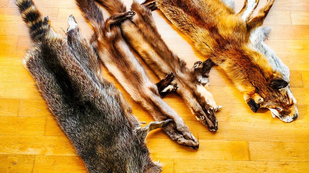 Jagdlicher Pelz - Eine Möglichkeit der Verwertung unseres Raubwildes