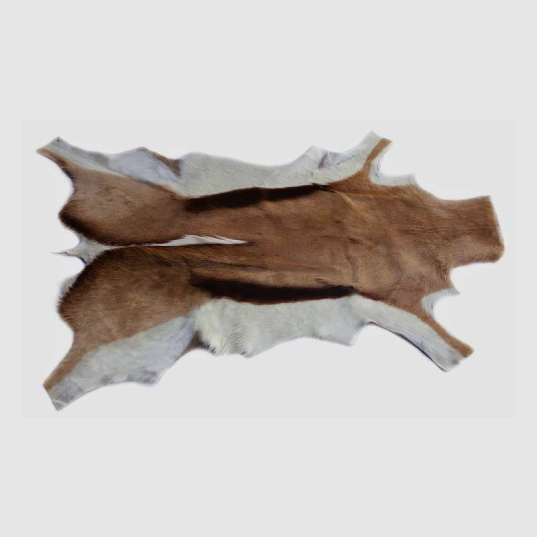 Piel de springbok