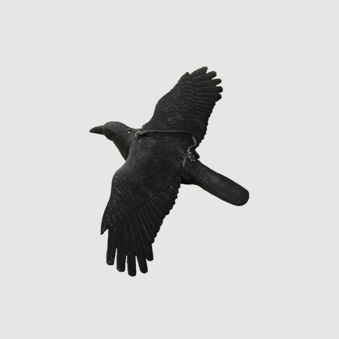 Fliegender Lockkrähe