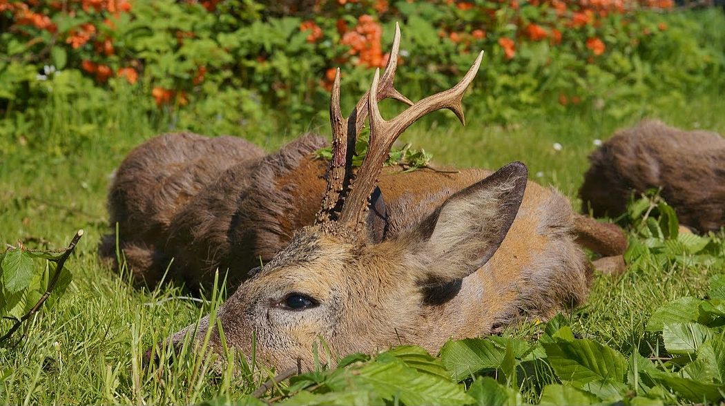 Der "Wasserbock" wird erlegt - Bockjagd in Pommern! "Waterbuck" gets downed!