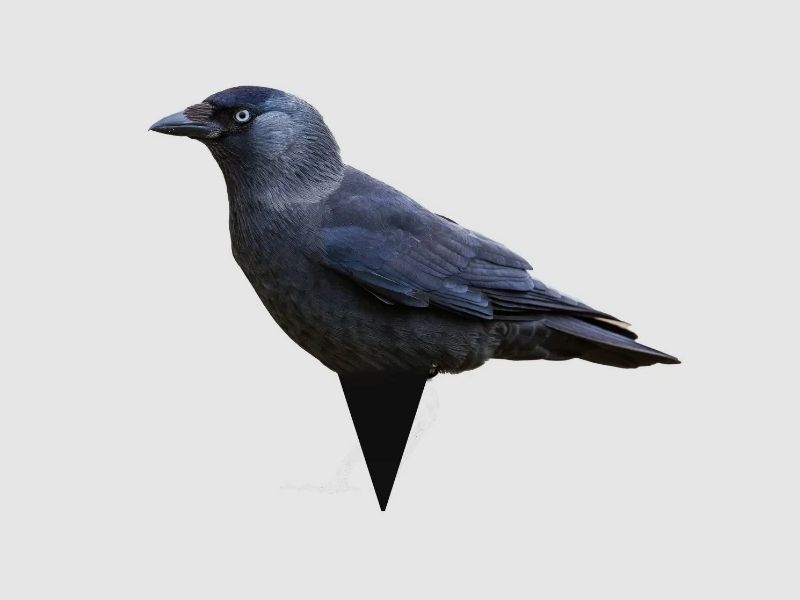 Zwarte kraai silhouet lokvogels, 12-pack – lokvogel