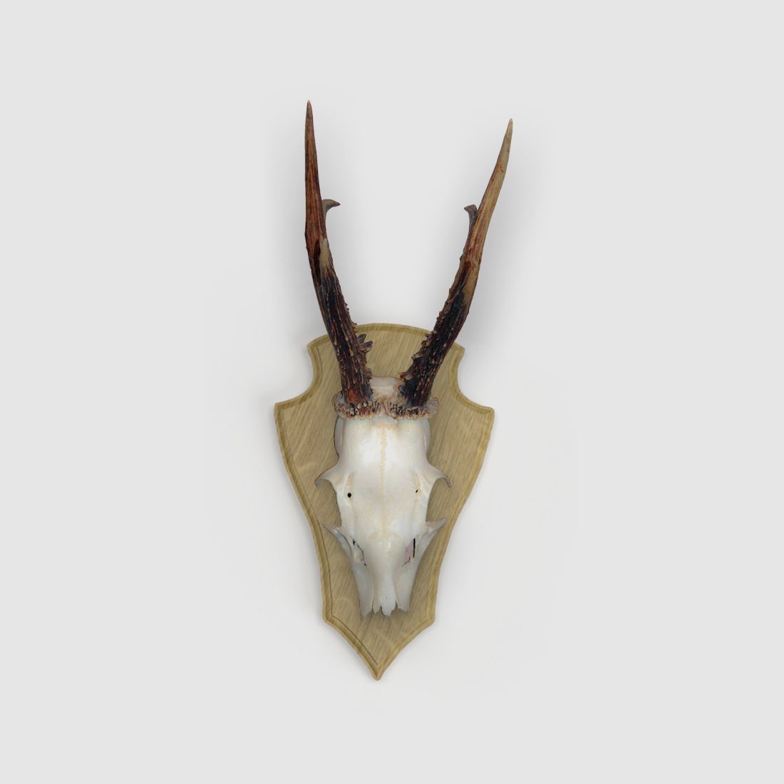 Eurohunt Trophy Plaque Roe Deer Light Oak 22x13 cm - Set of 5 with Plastic Clips, image 3 of 4