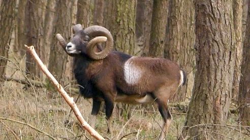 Pirsch und Ansitz auf Muffelwidder / Mouflon Hunt in Germany