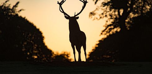 Jagd- und Schonzeiten im Überblick