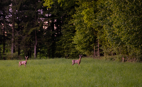 Die Blattjagd: Eine anspruchsvolle Tradition im Jagdkalender