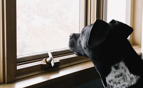 Hund alleine lassen - so gewöhnst du ihn daran.
