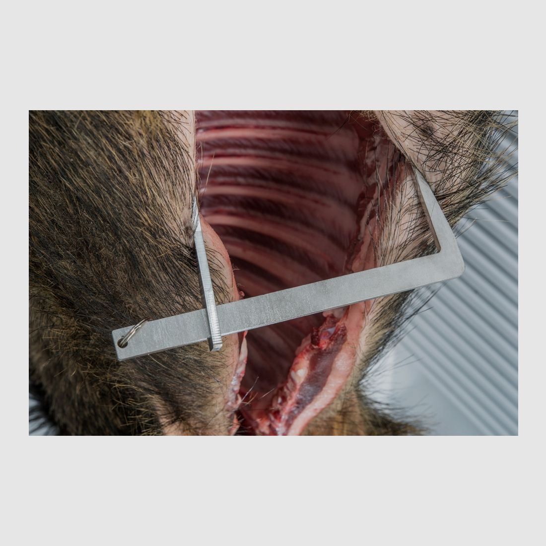 Wildkühlung – Spreizklaue -Spreizhaken, Bild 2 von 2