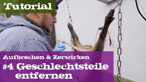 #4 Geschlechtsteile entfernen - Schwarzwild - Lehrgang Aufbrechen & Zerwirken