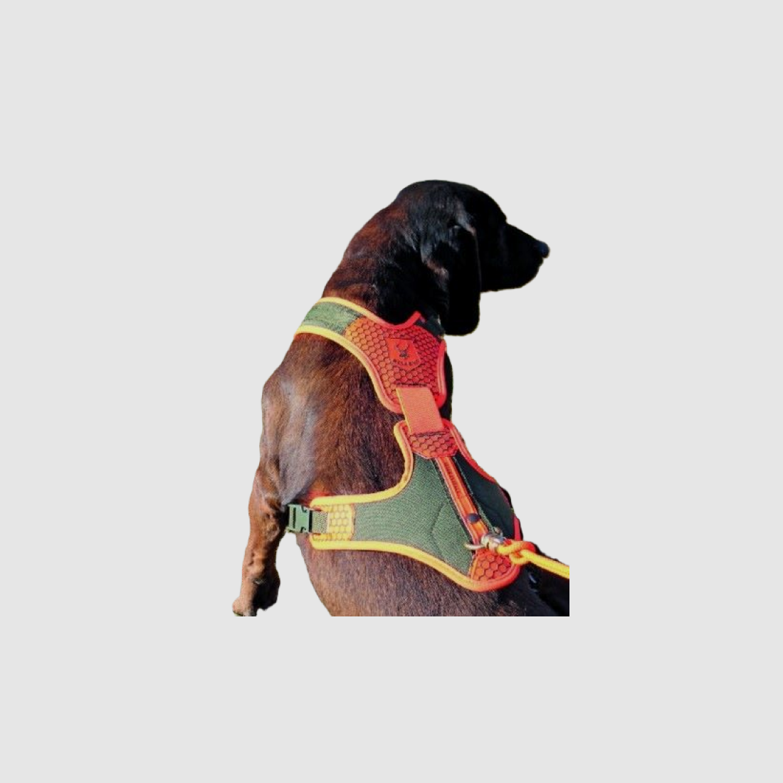 HUNDESGURT FÜR SPURHUND M, Bild 1 von 3