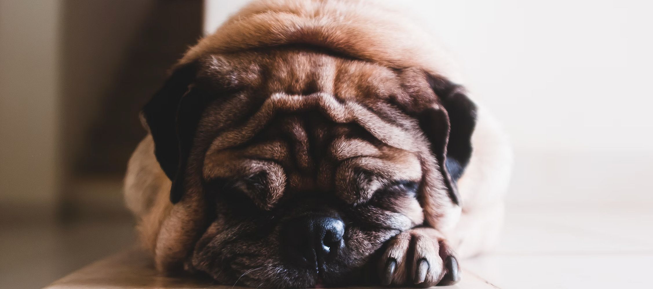 Mein Hund hat Durchfall - was tun?