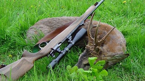 Trophy roebuck hunting - Hunting stories from Dabravine