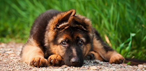 Rasseprofil: Deutscher Schäferhund