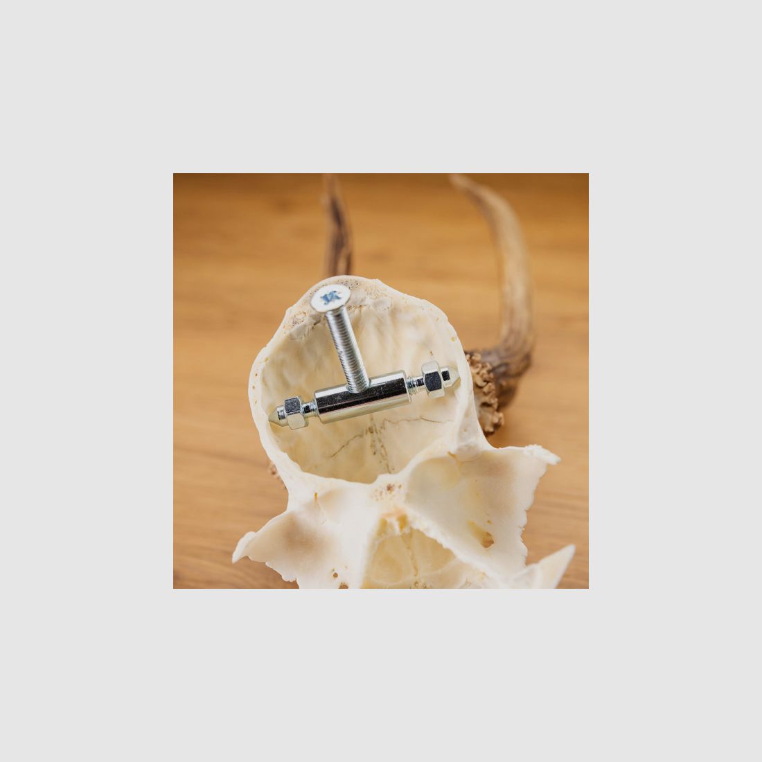 Roe deer antler clamp and screw - 2 pieces