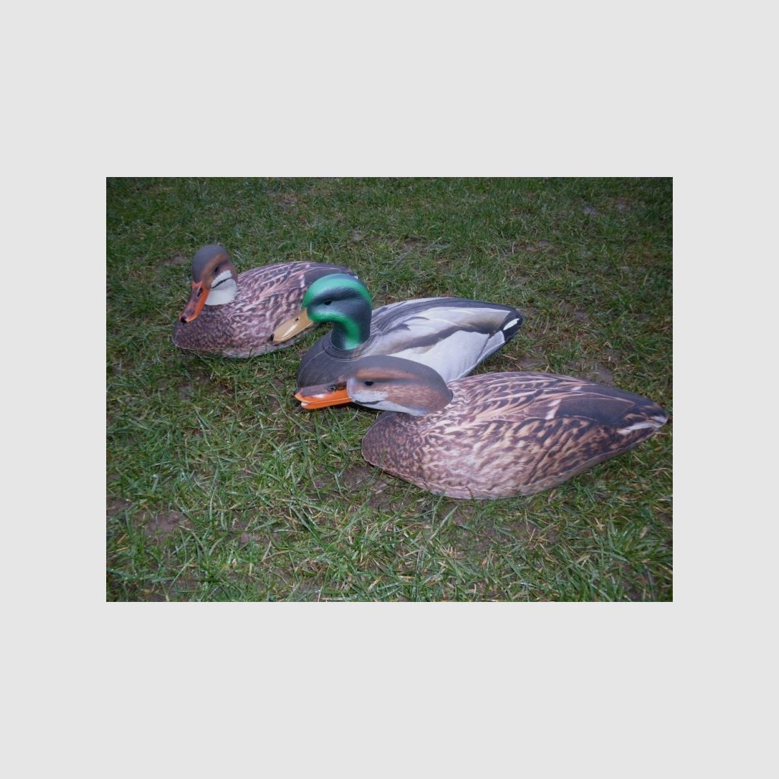 Featherlites Fusion Series Ducks 6 pcs Gonflables – Canard et mâle, image 5 sur 6