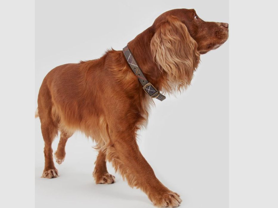 Collare per Cani Barbour Tartan, immagine 7 di 10