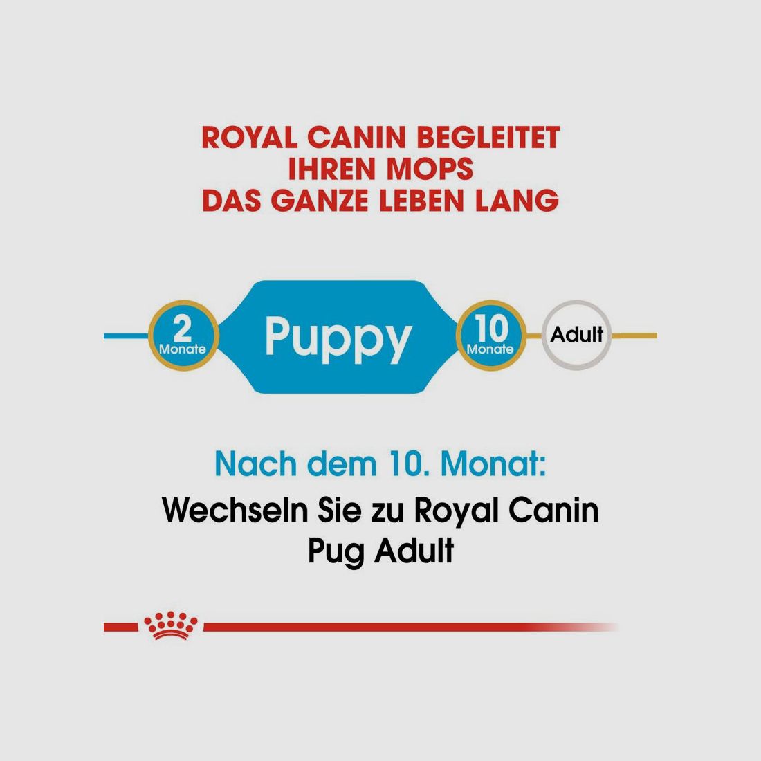 ROYAL CANIN Mops Trockenfutter Adult 3 Kg
