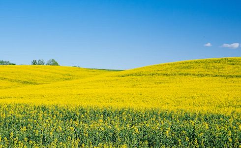 Jagdzeiten Mecklenburg-Vorpommern