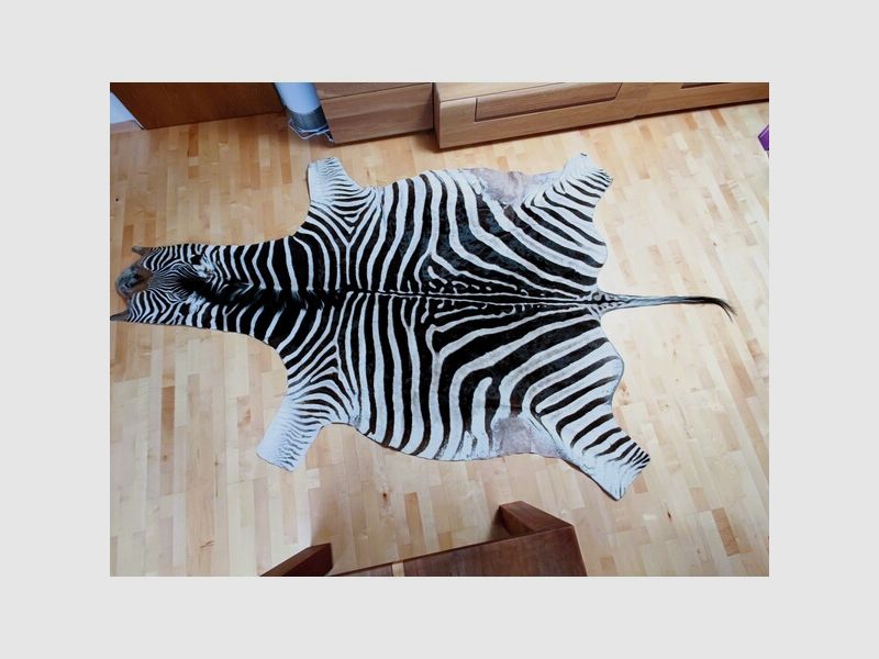 Echtes XXL Zebrafell aus Südafrika 325 cm UVP1999€