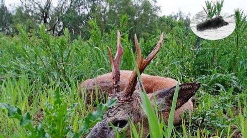 Searching for a medal roebuck #4 - Polowanie na rogacza - Rehbockjagd - chasse brocard