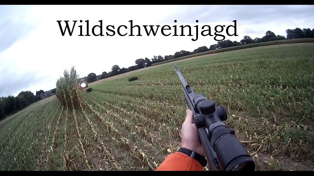 Wildschweinjagd während der Maisernte