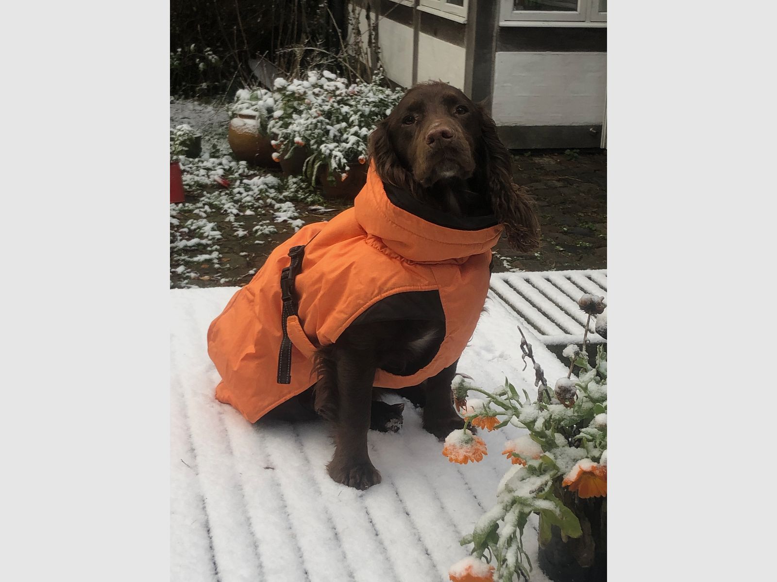Dogman Pom vinterdækken orange, billede 1 af 6