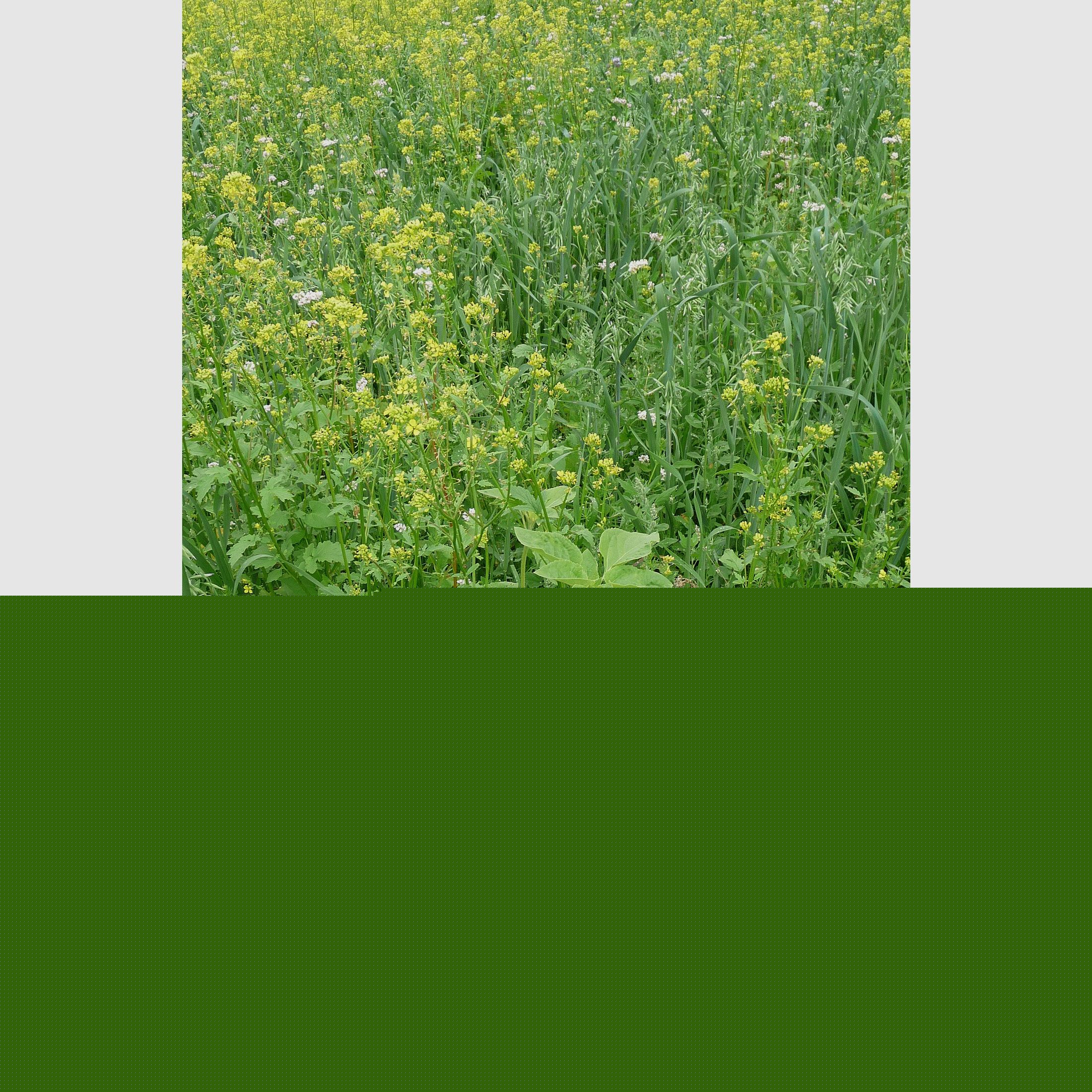 Wildackermischung fr leichte Bden