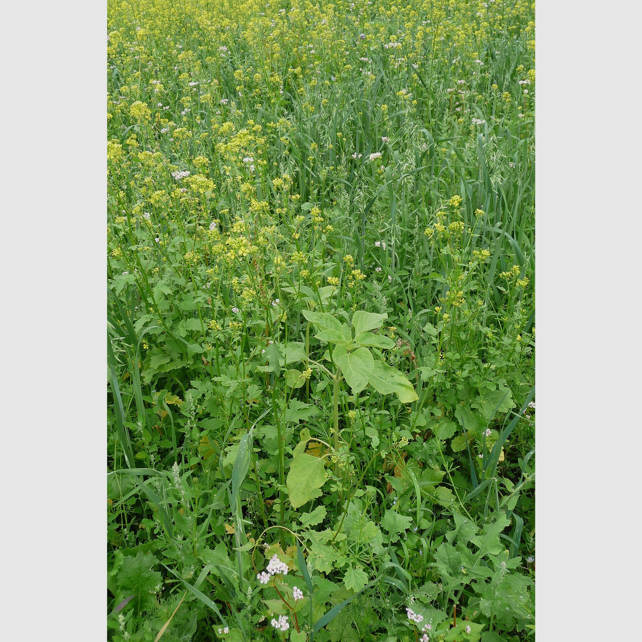 Wildackermischung für leichte Böden