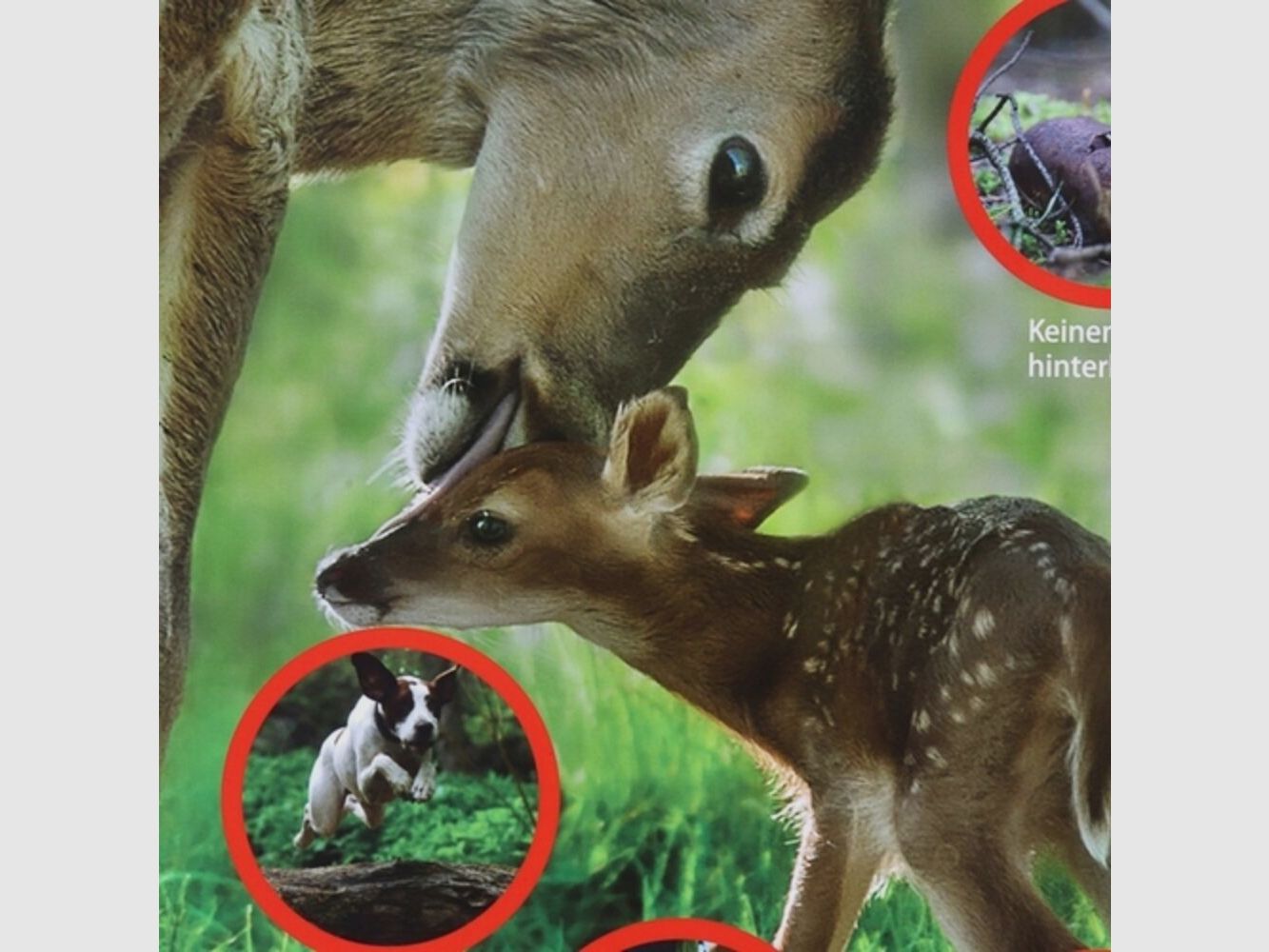 Waidgerechte Jagd Hinweisschild Rücksicht auf's Wild - 3er-Pack