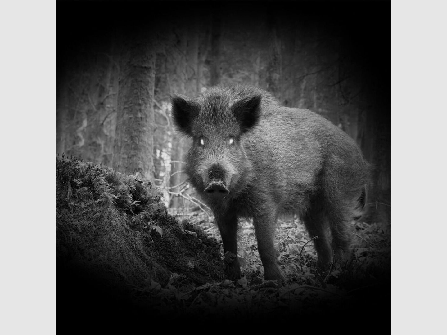 PARD NV NV007SP LRF 940nm