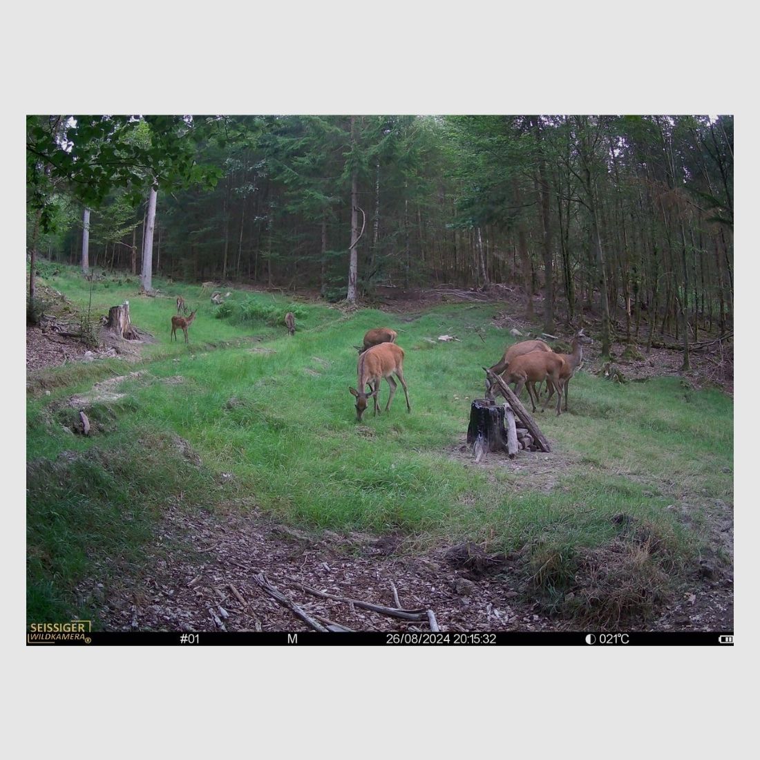 Seissiger Wildkamera Mini-Cam, Bild 5 von 8