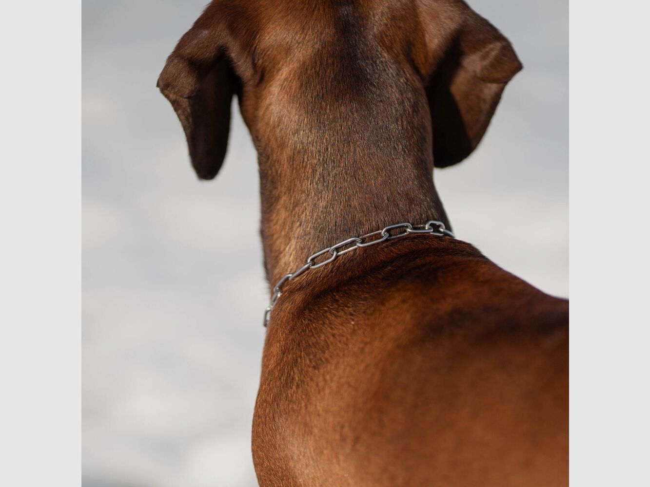 Sprenger Collar con limitador de tensión – eslabones largos, imagen 4 de 5