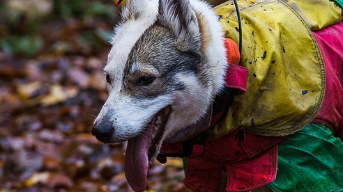 GPS-Ortung  für Jagdhunde