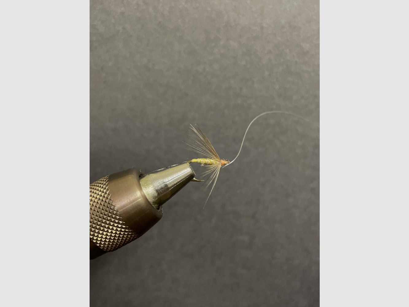 MOUCHE NOYÉE DE LEÓN, image 8 sur 11