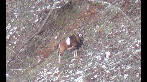 Muffeljagd in Frankreich / chasse au Mouflon en France