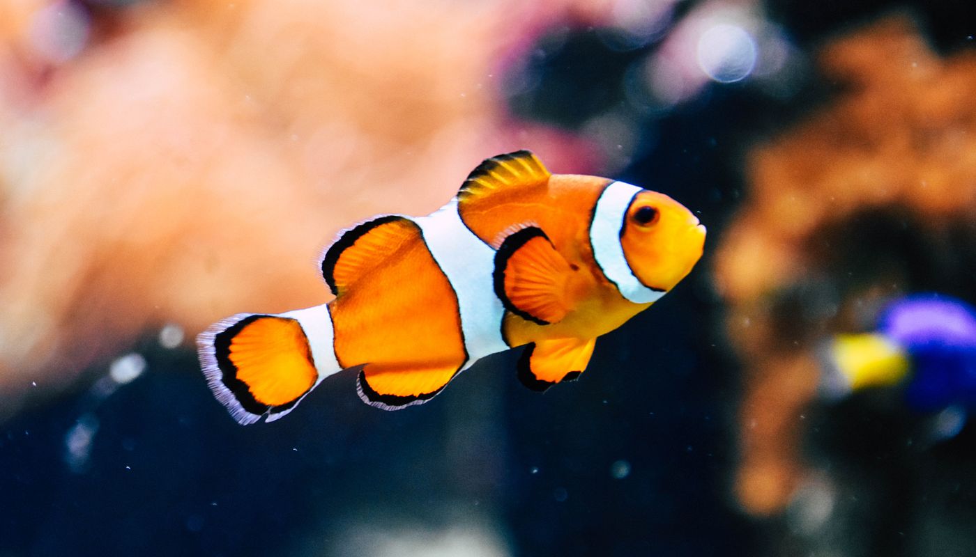 Comprendre le comportement des poissons : Fondements de la psychologie des poissons pour les débutants