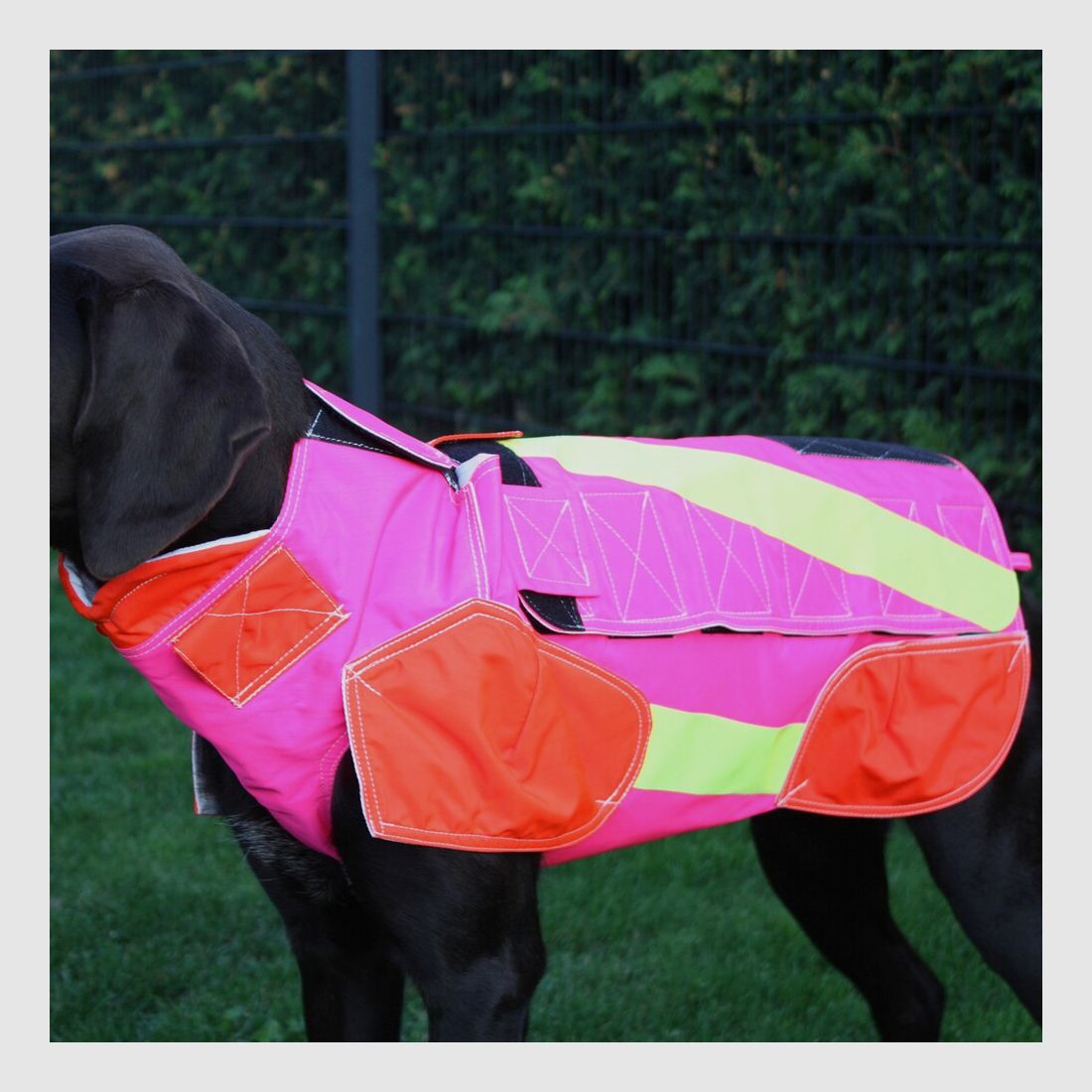 Out Dog Dog protective vest standard (Chest circumference 65 cm – female), image 7 of 7