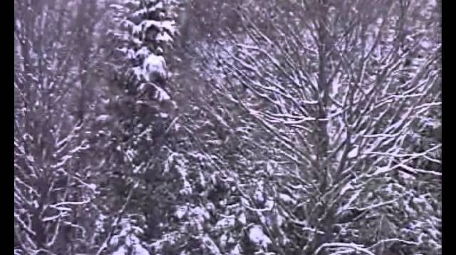 Sauen! Schwarzwildjagd in den schneereichen Bergen und Tälern der Karparten