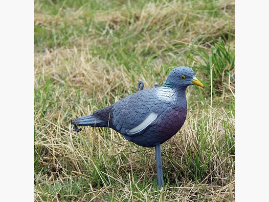 Lokvogel Ringeltaube -