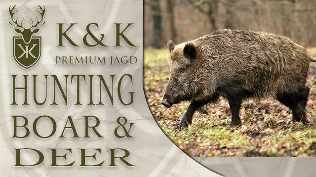 Drueckjagd: Driven Hunting Wild Boar & Deer in Germany