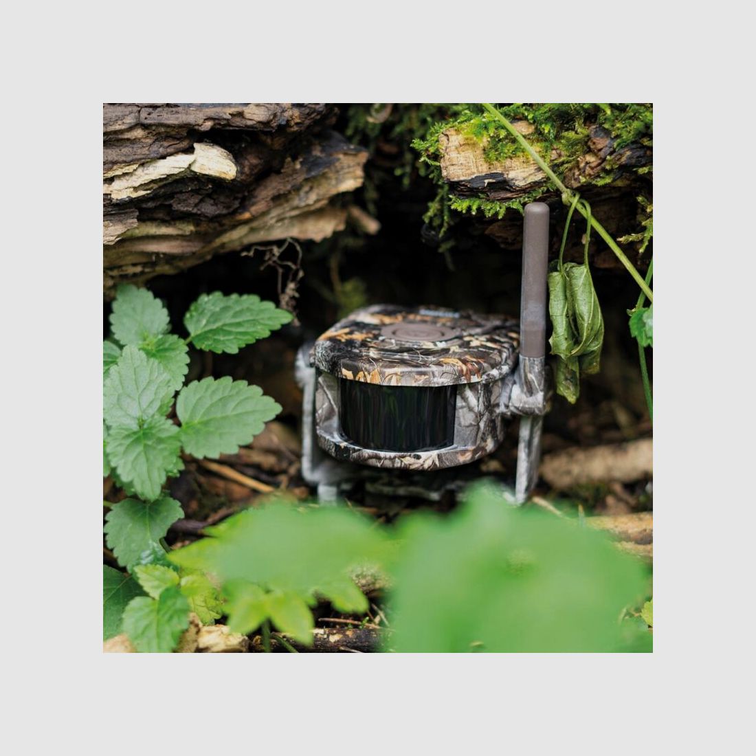 Dörr Funk-Wildbewegungsmelder Set HA-300 camouflage