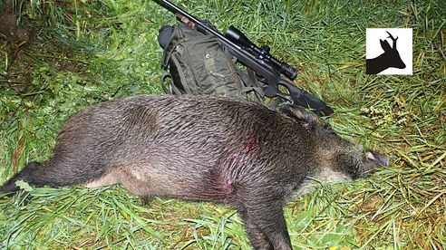 Summer wild boar stalking - Polowanie na dziki - Chasse Sanglier - Saujagd 2016