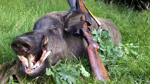 🐗Keilerjagd 2016- Tagjagd auf Medaillen Keiler/ Medal Class Wild Boar Hunt