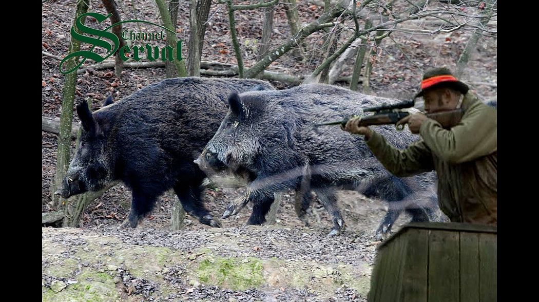 Wild Boar Hunting in Croatia ,part2 - Kroatische Keiler 2 - Drückjagd