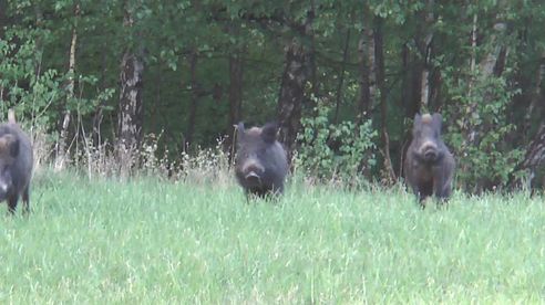 Sauen hochflüchtig und Bock erlegt! Fleeing Wildboars  and roe buck downed!