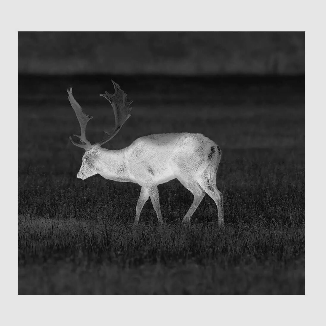 Pulsar Pulsar Helion XP38