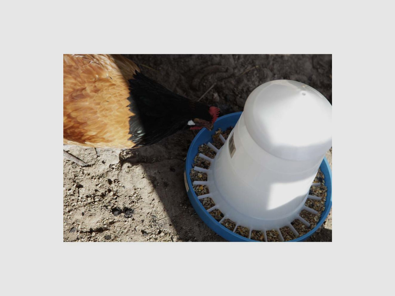 Nourrisseur Mountain conique bleu 5 kg, image 4 sur 5