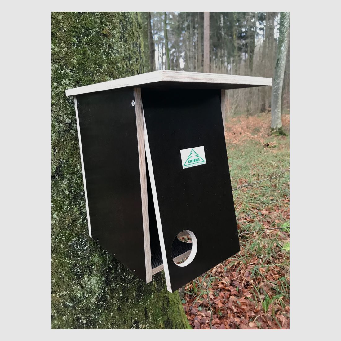 Eichhörnchenkobel