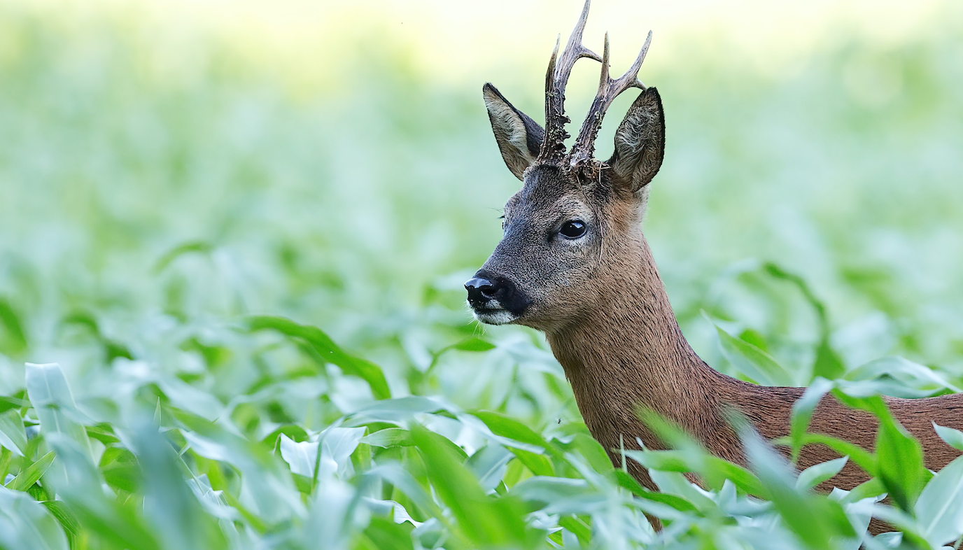 Jagd im Sommer - die beste Ausrüstung