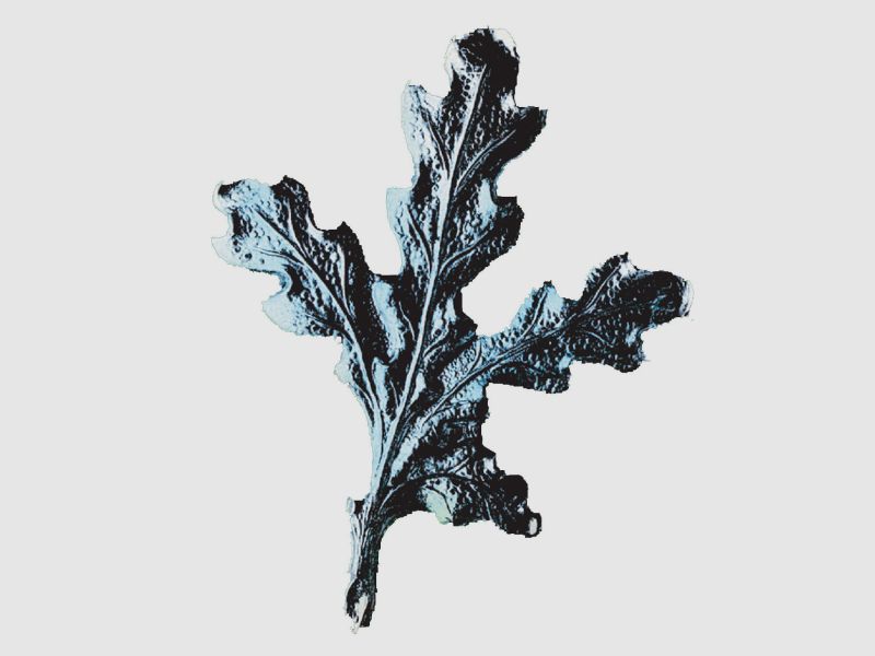 Eichenlaub für Keilerwaffen - Silber 10 Stck.