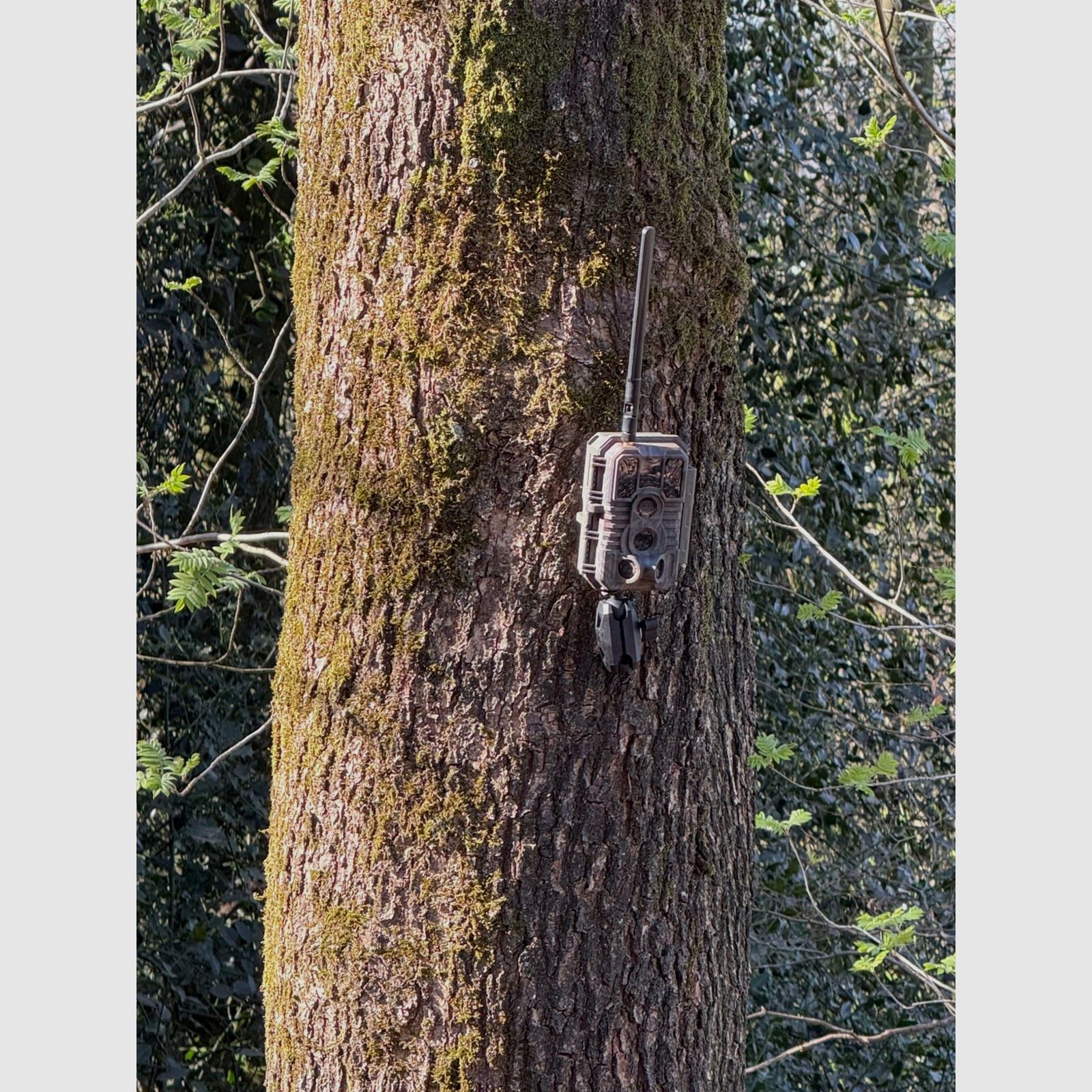 Jagdspezi Trail Cam x60 PLMB - High-class wildlife camera